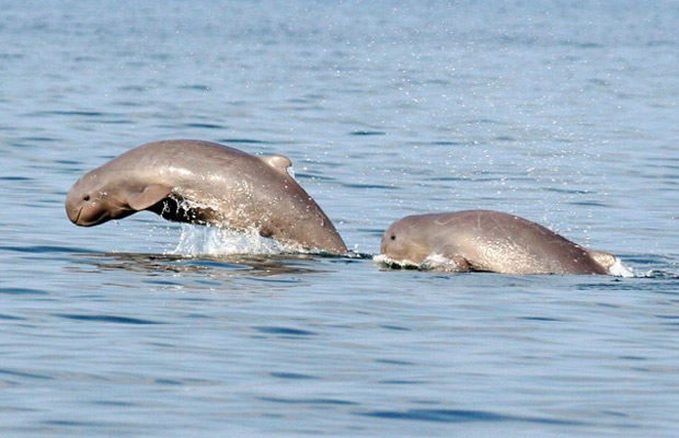 Irrawaddy Dolphins - Kratie